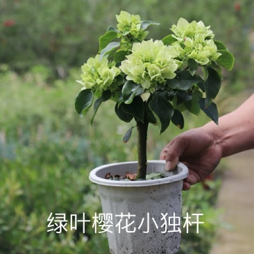 三角梅绿樱、红樱、绿橙，蓝月亮，怡锦等开花盆栽苗
