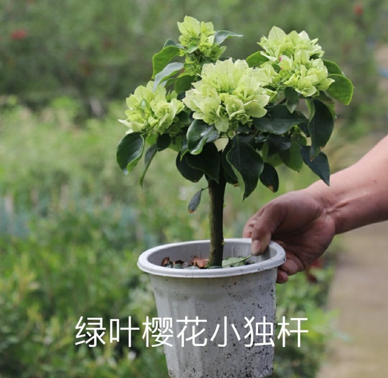 三角梅绿樱、红樱、绿橙，蓝月亮，怡锦等开花盆栽苗