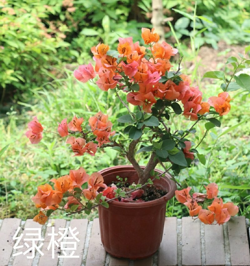 三角梅绿樱、红樱、绿橙，蓝月亮，怡锦等开花盆栽苗