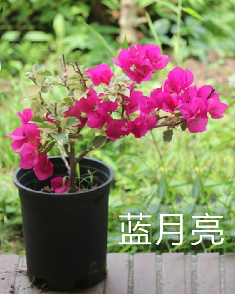 三角梅绿樱、红樱、绿橙，蓝月亮，怡锦等开花盆栽苗