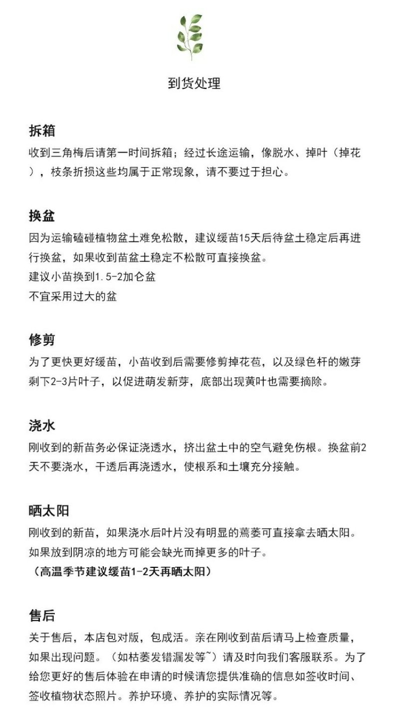 三角梅绿樱、红樱、绿橙，蓝月亮，怡锦等开花盆栽苗
