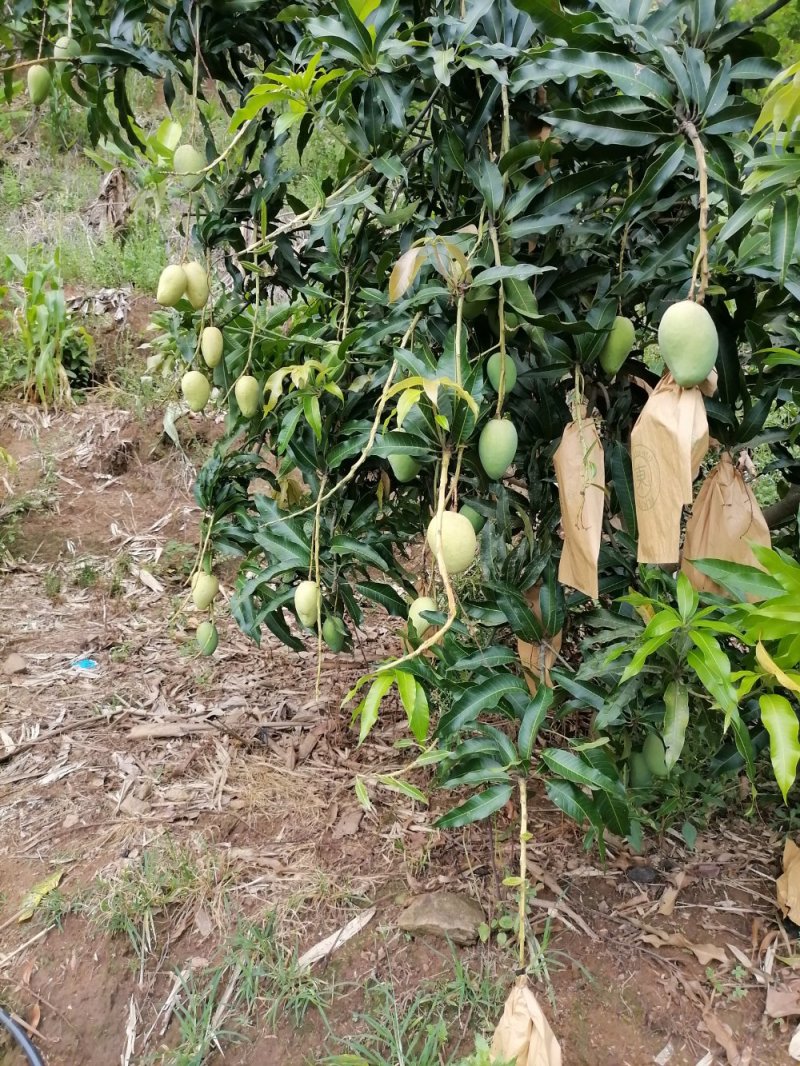 台农芒果