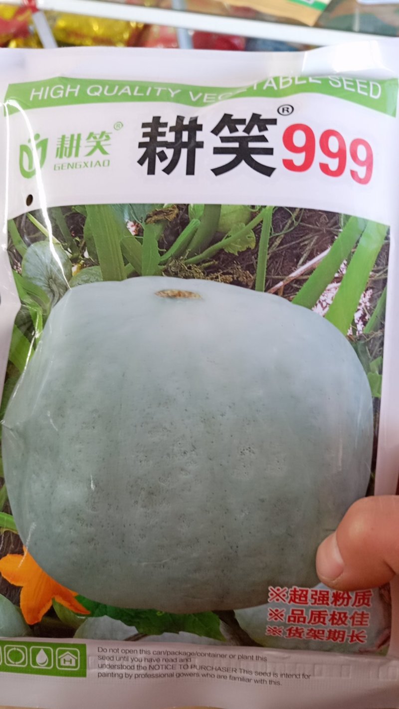 推荐内蒙古银栗南瓜一手货源专业供货