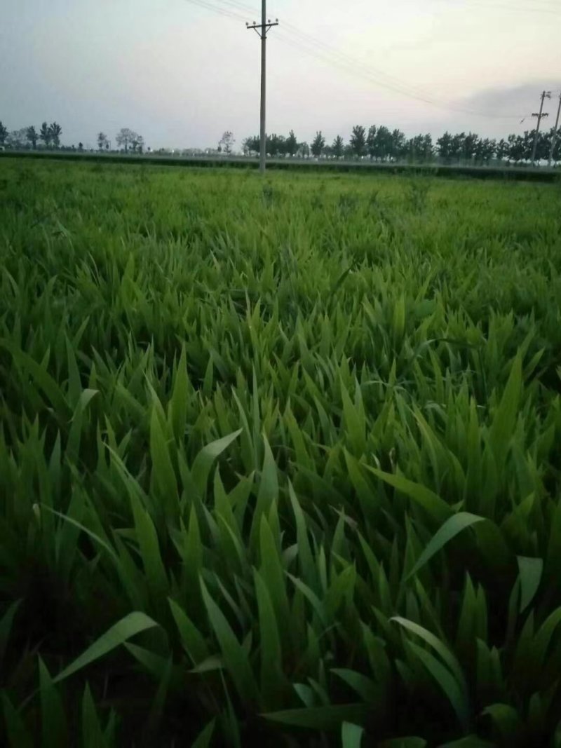 兰花鸢尾