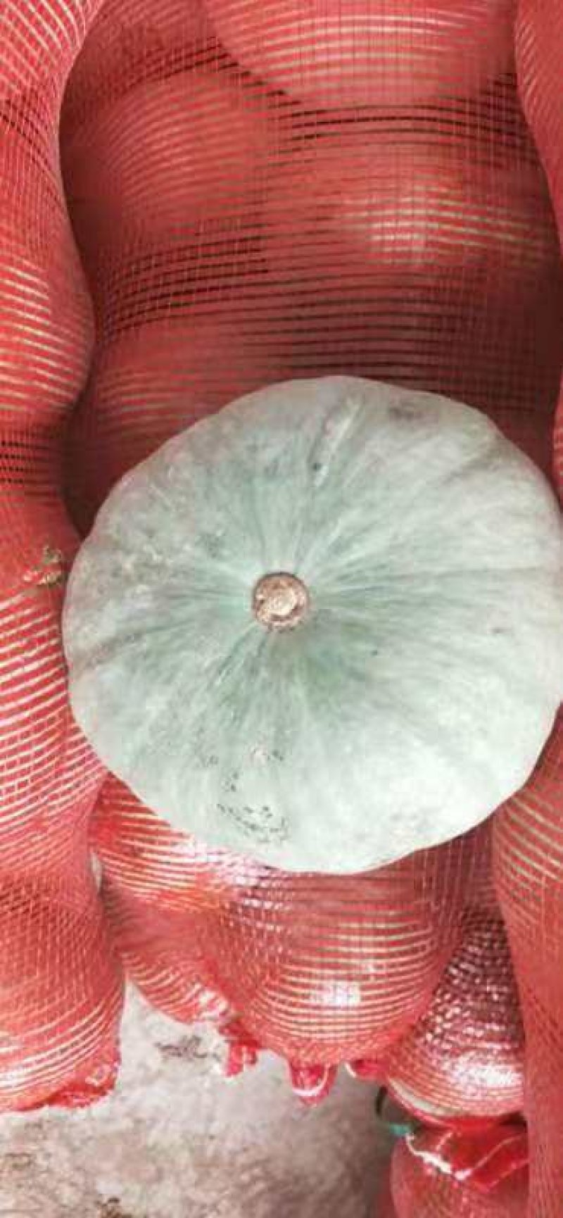 推荐内蒙古银栗南瓜一手货源专业供货