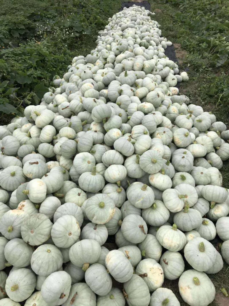 推荐内蒙古银栗南瓜一手货源专业供货