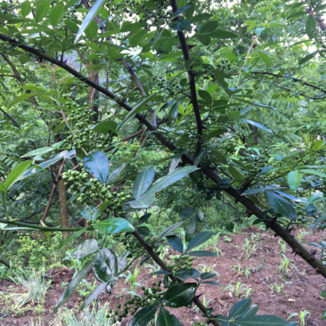 自己种植的花椒