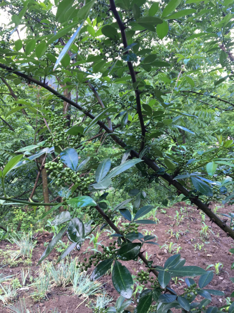 自己种植的花椒