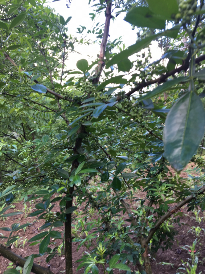自己种植的花椒