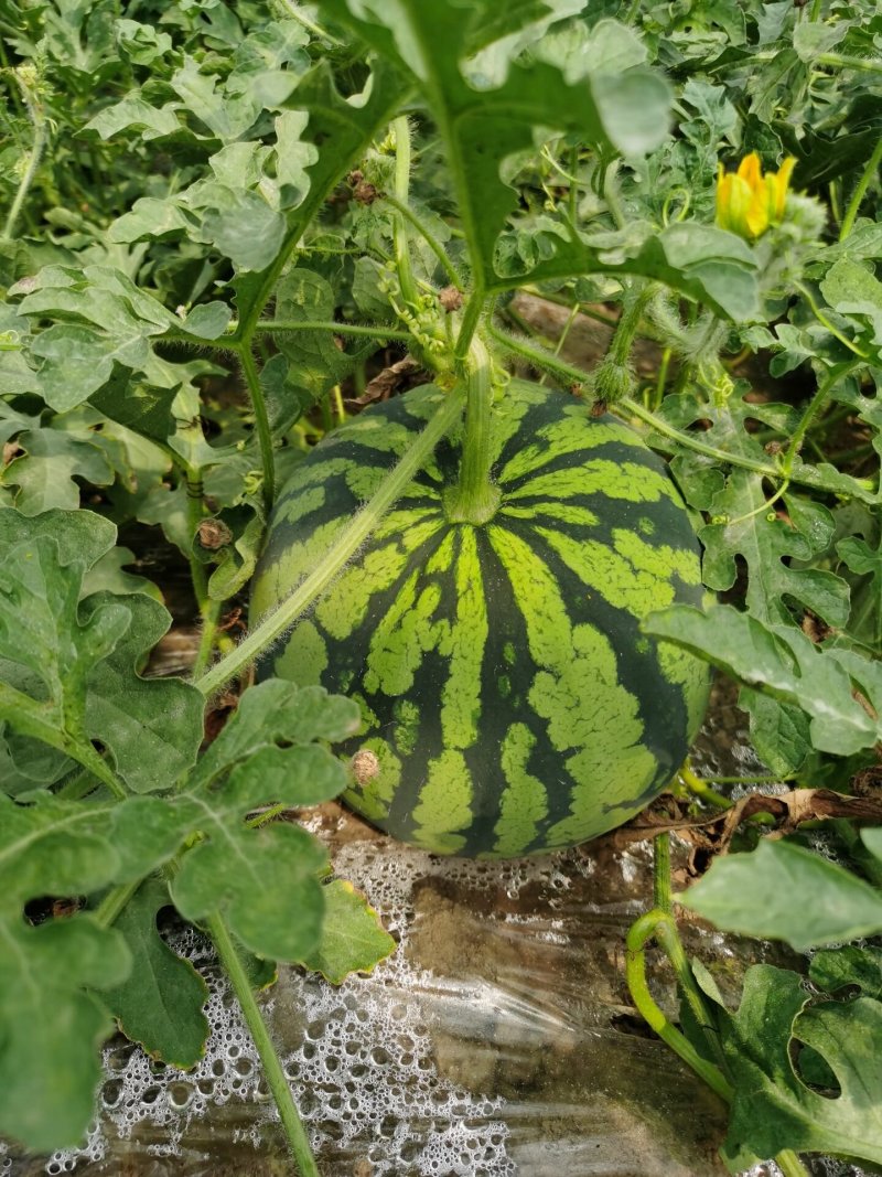 麒麟西瓜