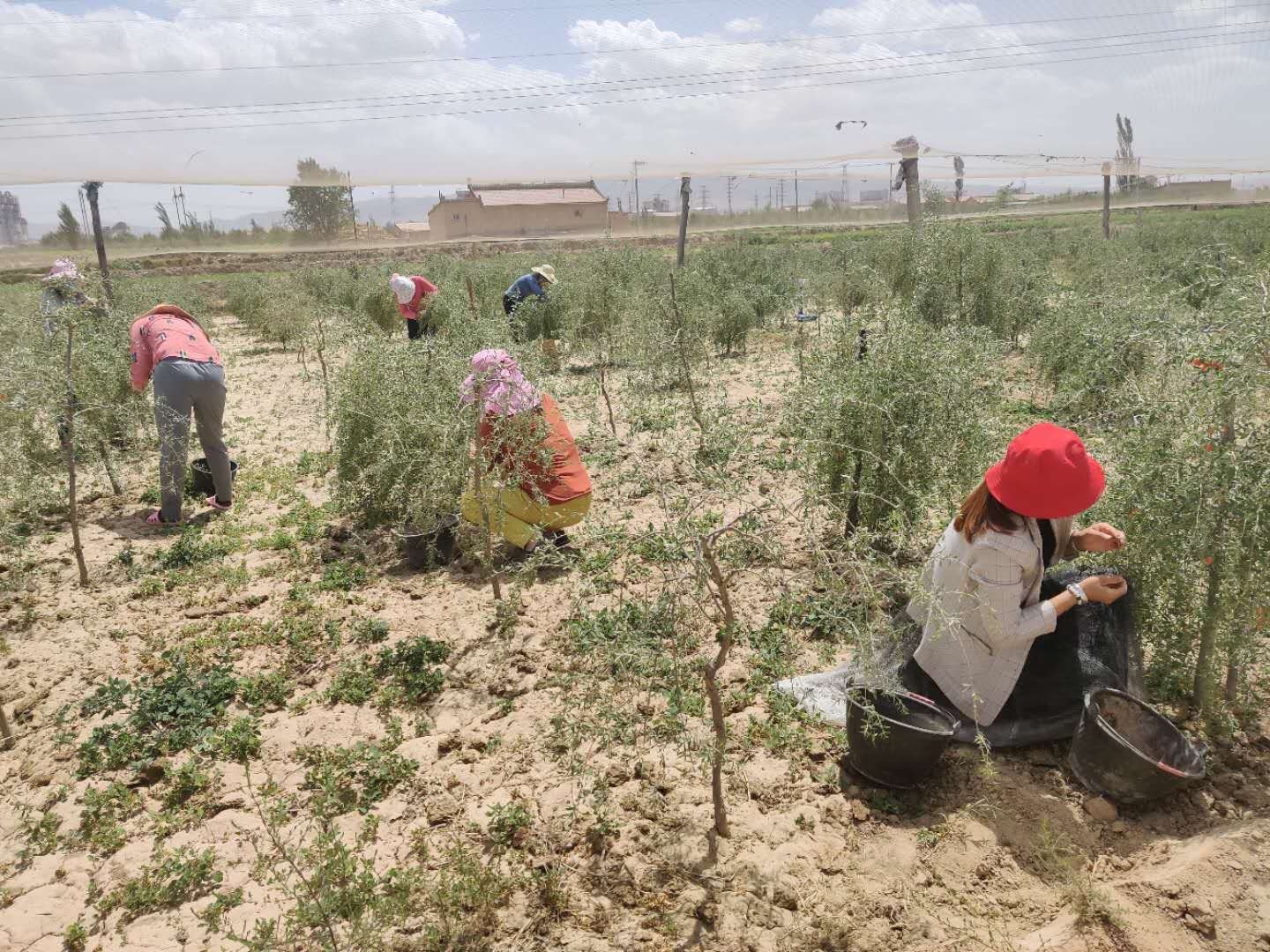 野生枸杞自然生长在田间地头,枝叶间挂满红果 野生枸杞生长在田间地头