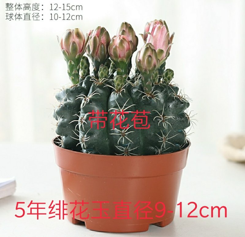 开花品种绯花玉仙人球盆栽室内花卉防辐射仙人掌桌面多肉植物
