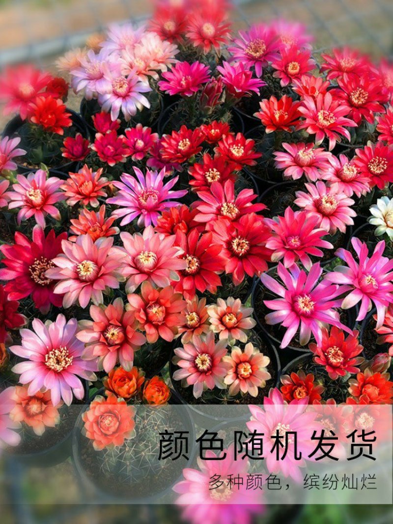 开花品种绯花玉仙人球盆栽室内花卉防辐射仙人掌桌面多肉植物