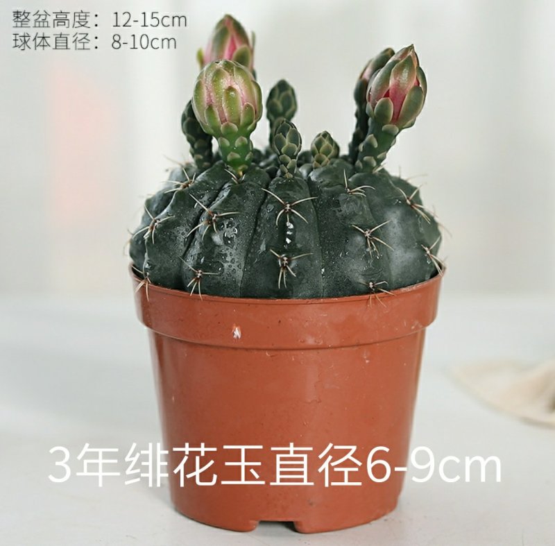开花品种绯花玉仙人球盆栽室内花卉防辐射仙人掌桌面多肉植物