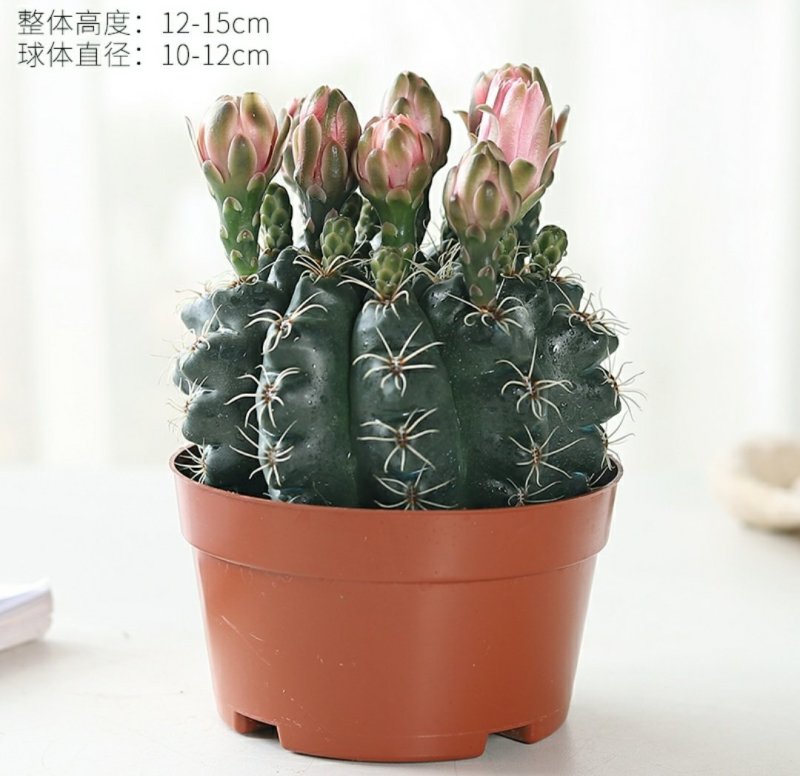 开花品种绯花玉仙人球盆栽室内花卉防辐射仙人掌桌面多肉植物