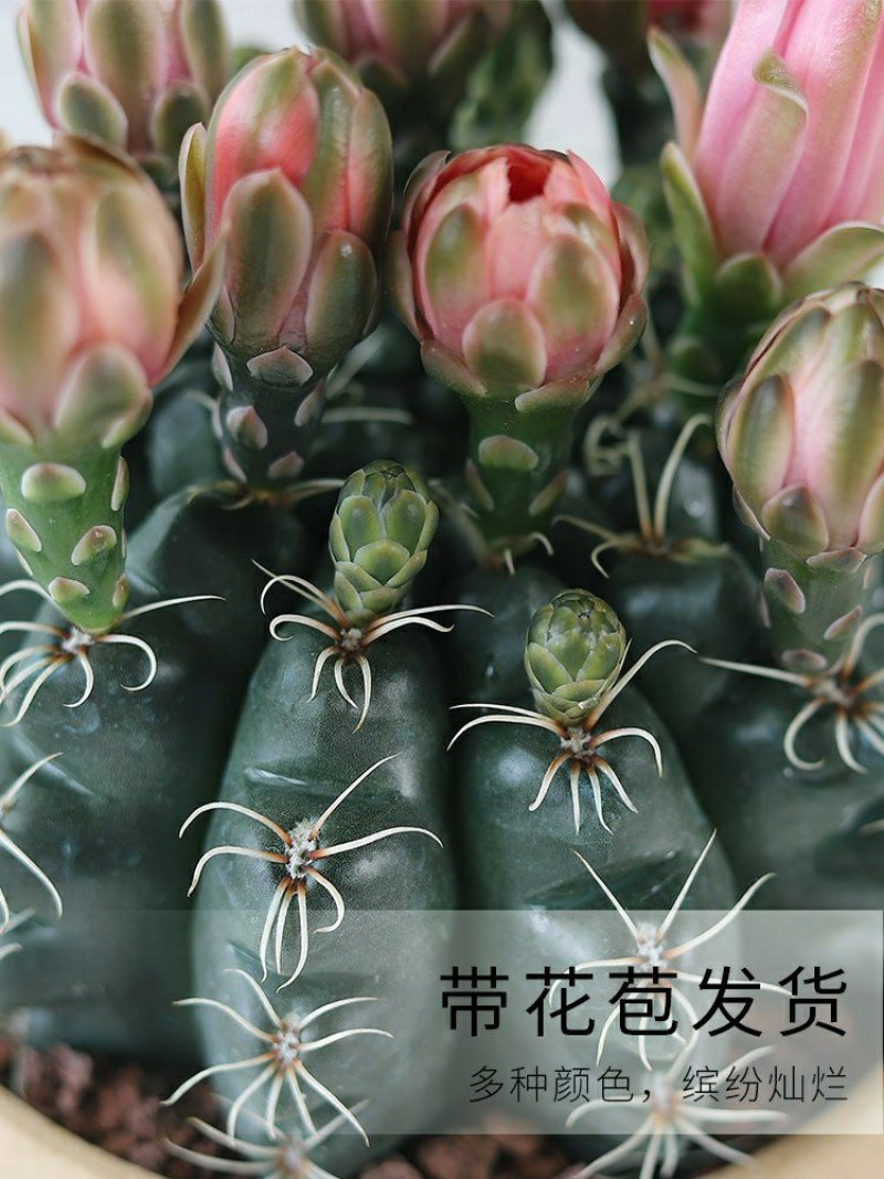 开花品种绯花玉仙人球盆栽室内花卉防辐射仙人掌桌面多肉植物