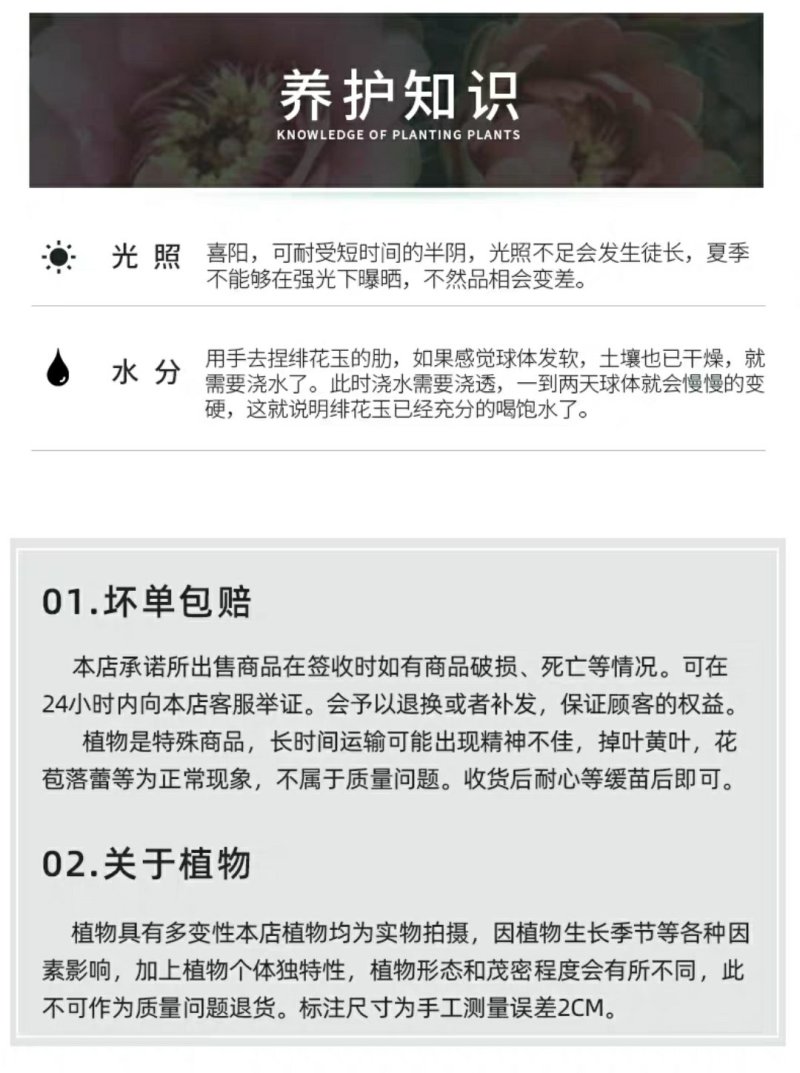 开花品种绯花玉仙人球盆栽室内花卉防辐射仙人掌桌面多肉植物