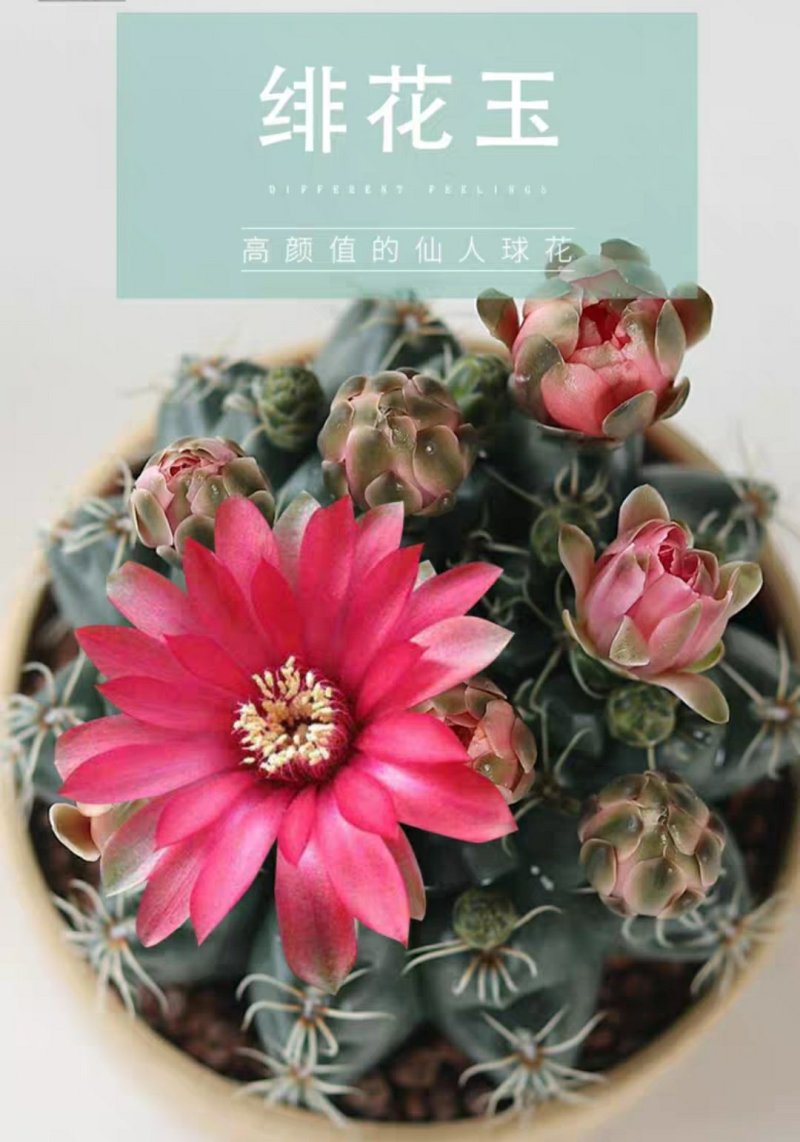 开花品种绯花玉仙人球盆栽室内花卉防辐射仙人掌桌面多肉植物