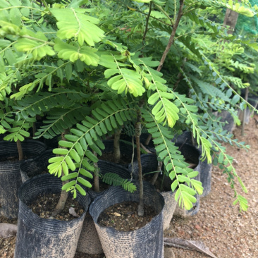 甜油甘果苗小袋，大袋，美植袋（余甘果苗），