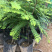 甜油甘果苗小袋，大袋，美植袋（余甘果苗），