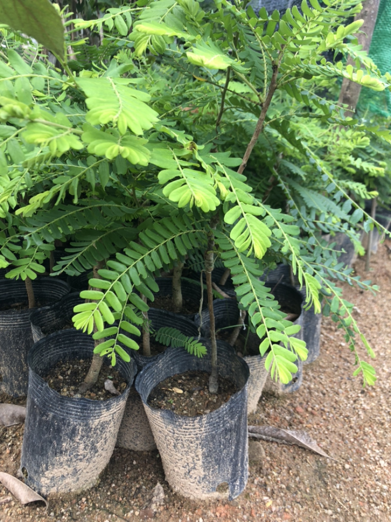 甜油甘果苗小袋，大袋，美植袋（余甘果苗），