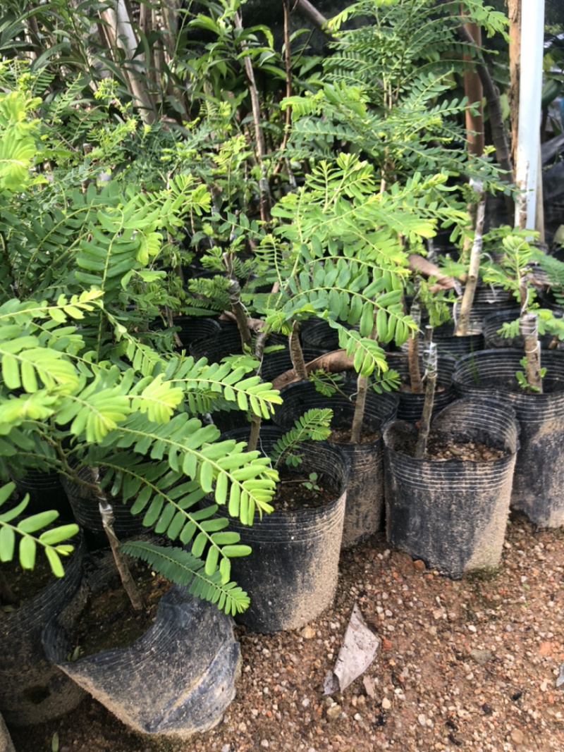 甜油甘果苗小袋，大袋，美植袋（余甘果苗），