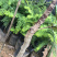 甜油甘果苗小袋，大袋，美植袋（余甘果苗），