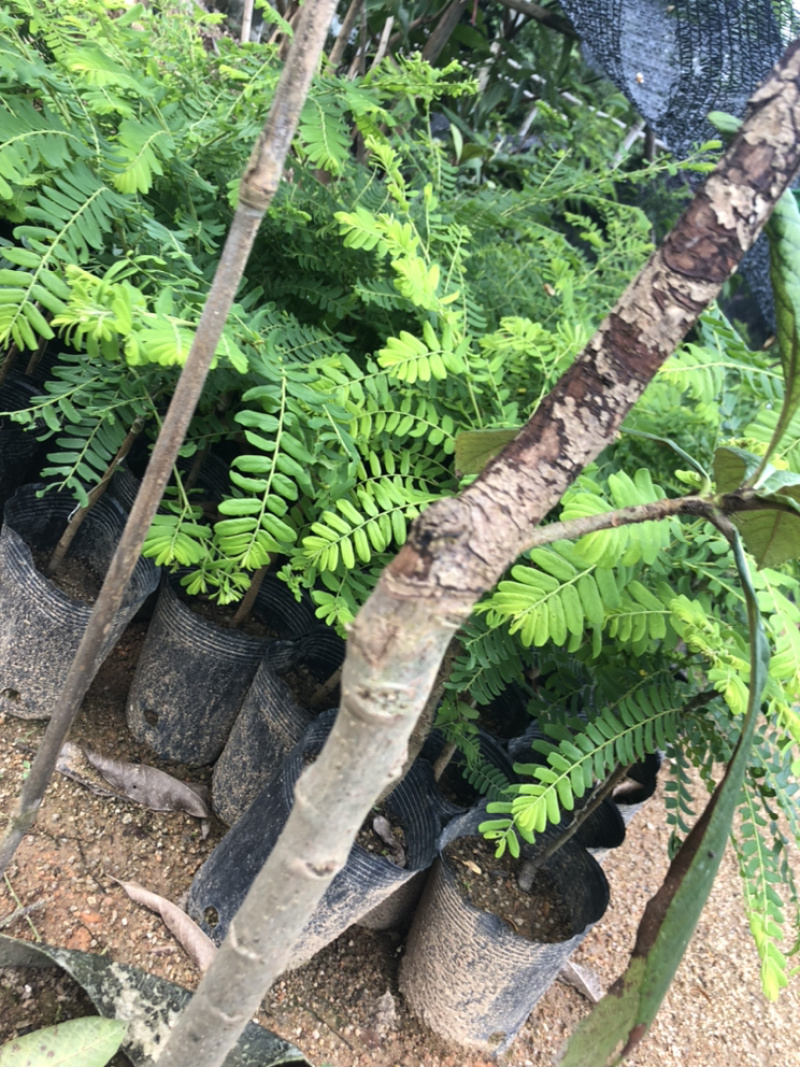 甜油甘果苗小袋，大袋，美植袋（余甘果苗），
