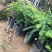 甜油甘果苗小袋，大袋，美植袋（余甘果苗），