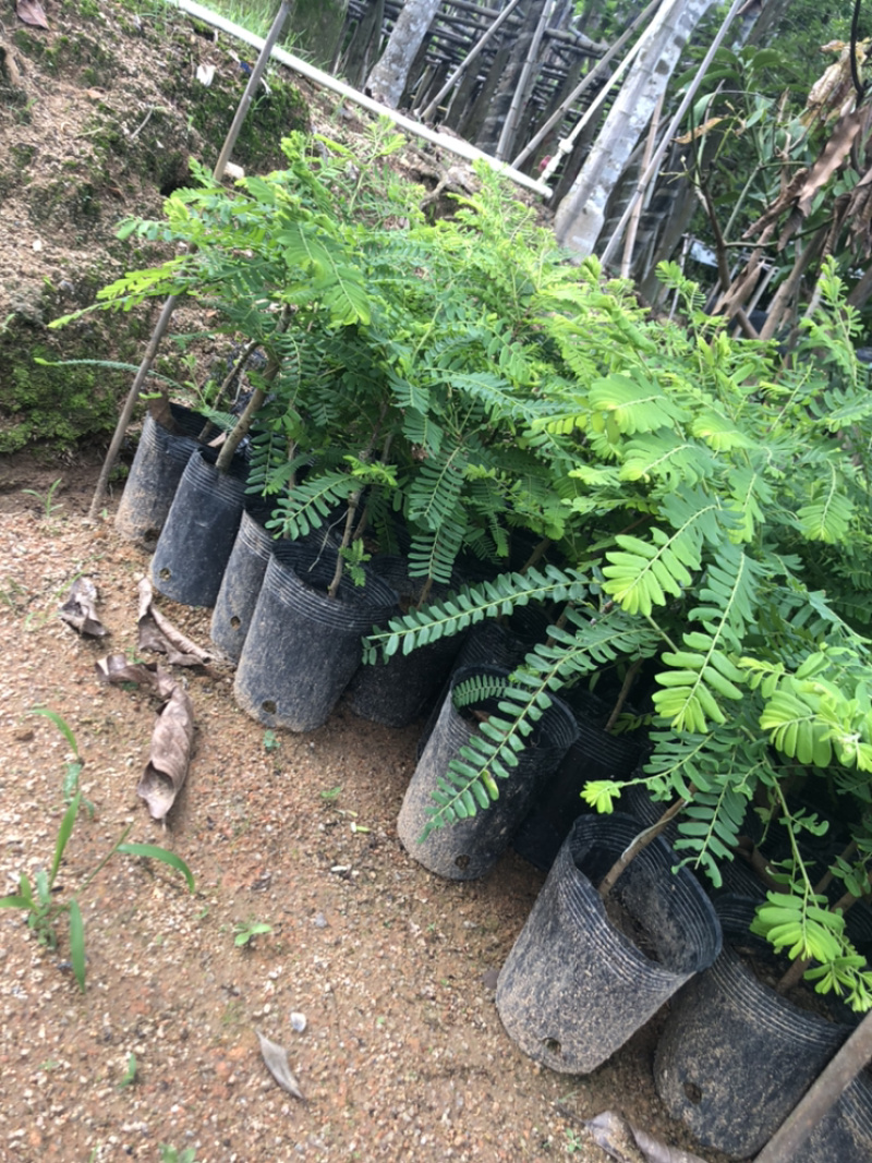 甜油甘果苗小袋，大袋，美植袋（余甘果苗），