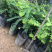 甜油甘果苗小袋，大袋，美植袋（余甘果苗），