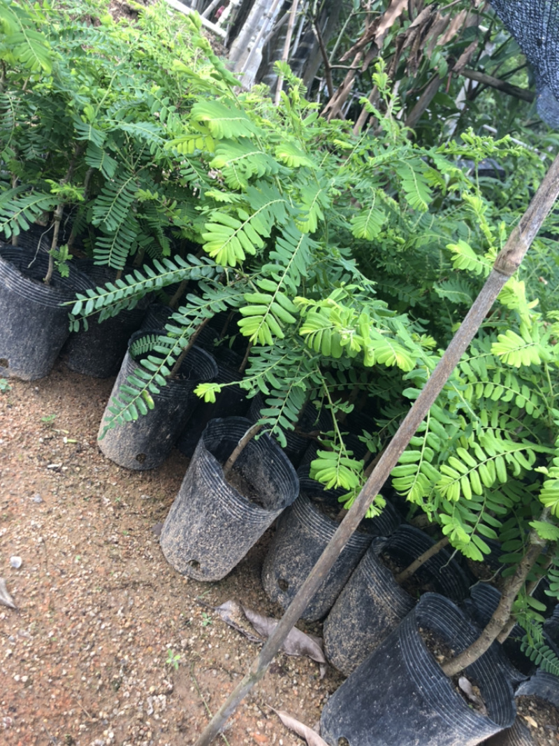 甜油甘果苗小袋，大袋，美植袋（余甘果苗），