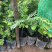 甜油甘果苗小袋，大袋，美植袋（余甘果苗），