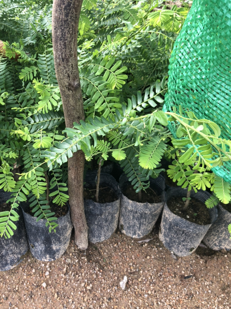 甜油甘果苗小袋，大袋，美植袋（余甘果苗），