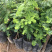 甜油甘果苗小袋，大袋，美植袋（余甘果苗），