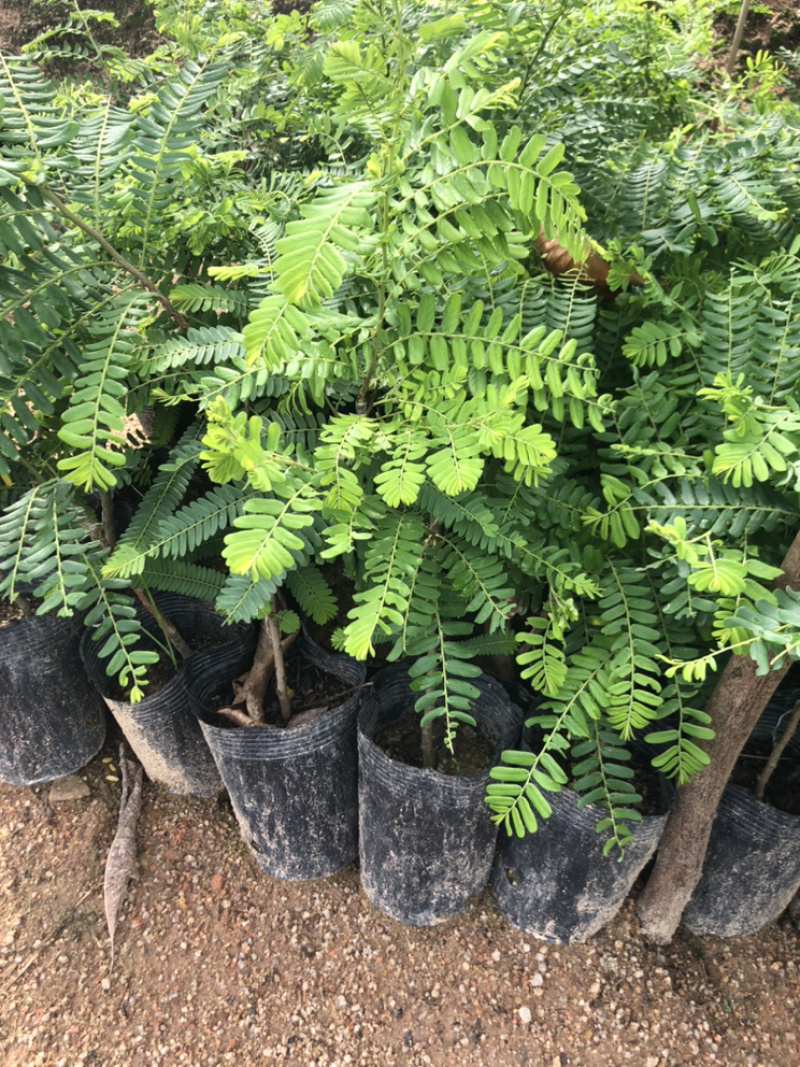 甜油甘果苗小袋，大袋，美植袋（余甘果苗），