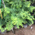甜油甘果苗小袋，大袋，美植袋（余甘果苗），