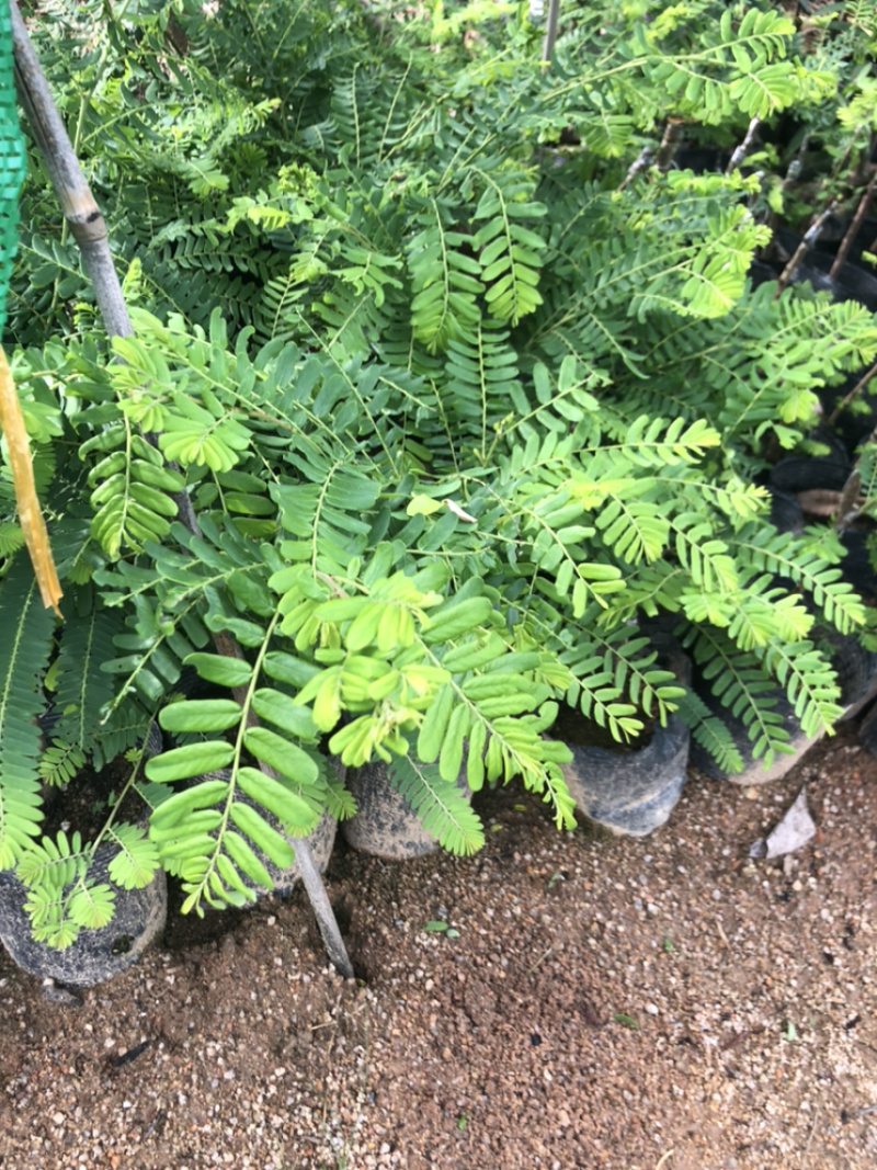 甜油甘果苗小袋，大袋，美植袋（余甘果苗），