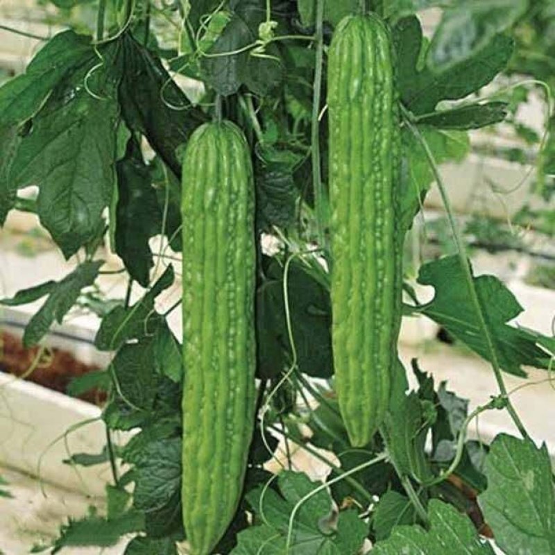 杀虫剂多杀霉素蓟马小菜蛾青虫钻心虫