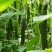 杀虫剂多杀霉素蓟马小菜蛾青虫钻心虫