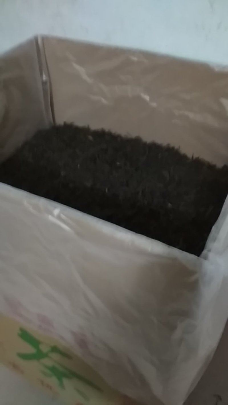 潮州凤凰单枞白叶单丛