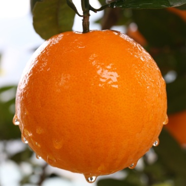 夏橙
