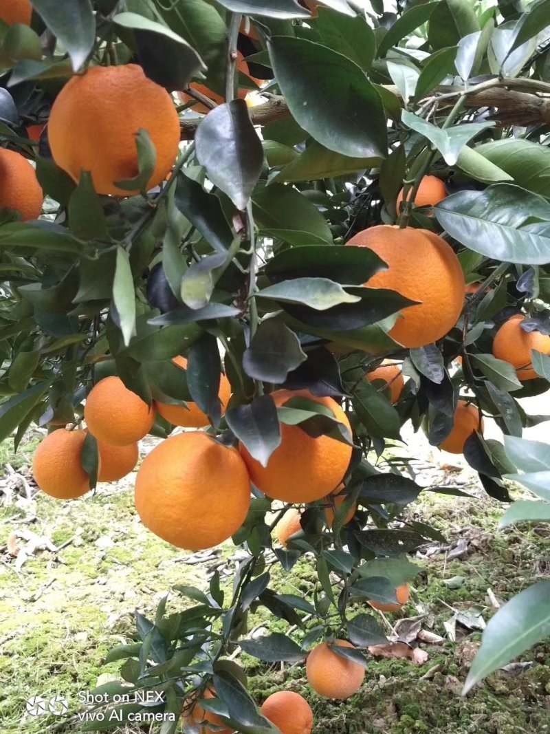 夏橙