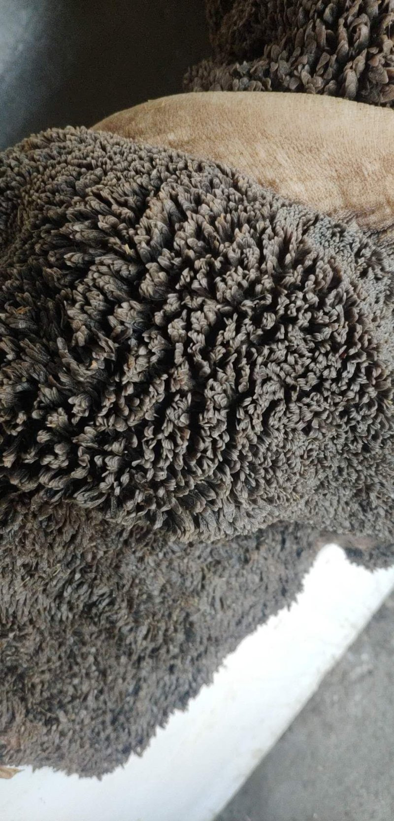 【纯鲜牛肚】可切丝儿口感纯正保质保量欢迎选购