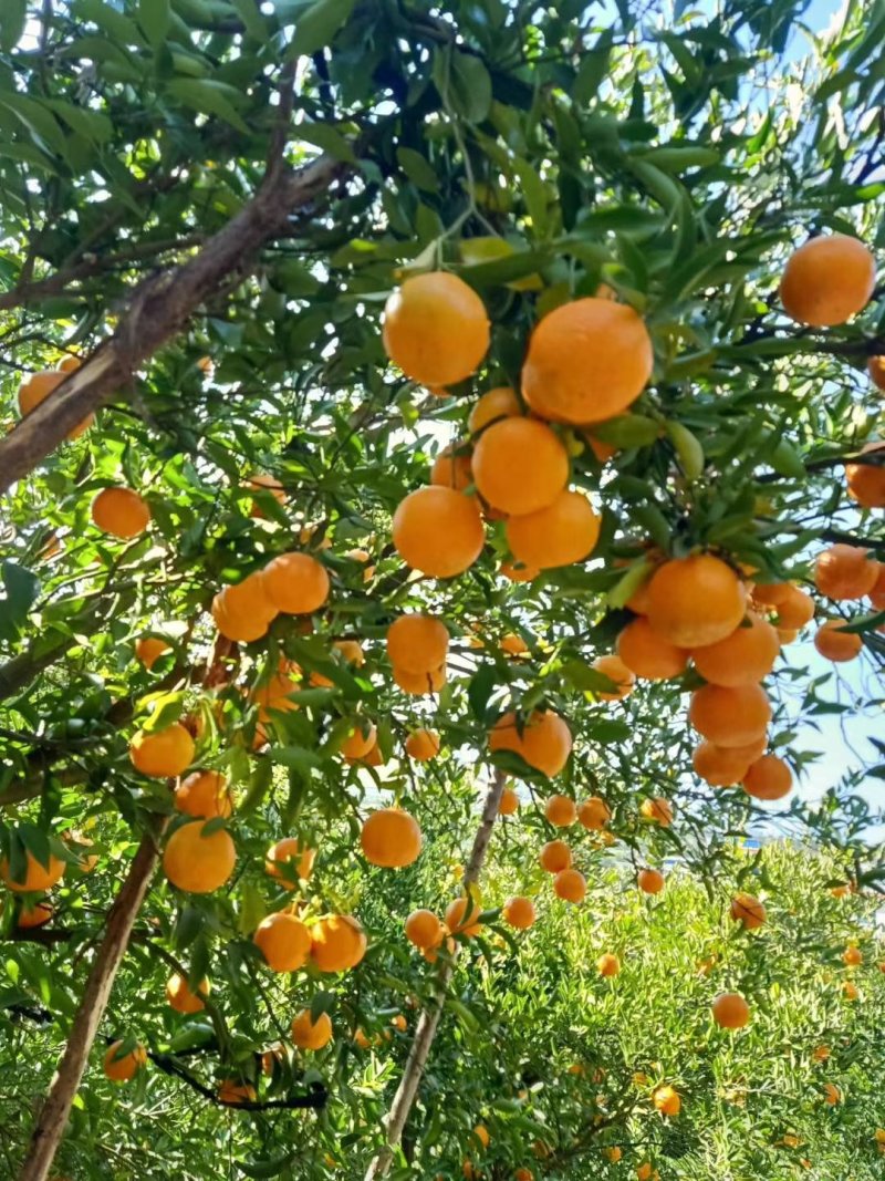 夏橙