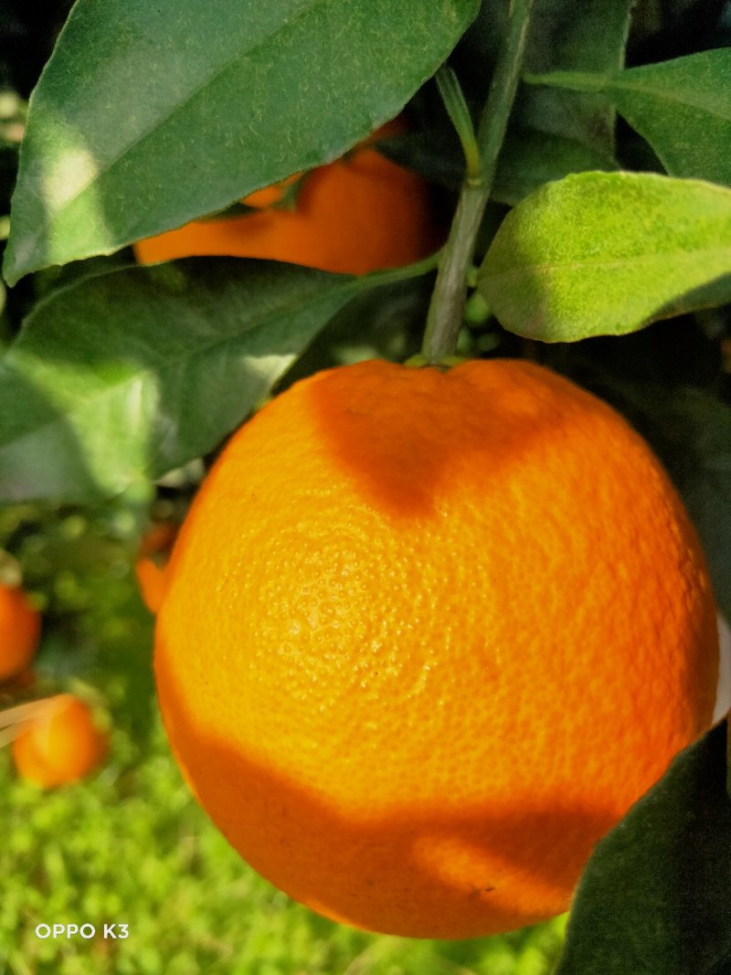 夏橙