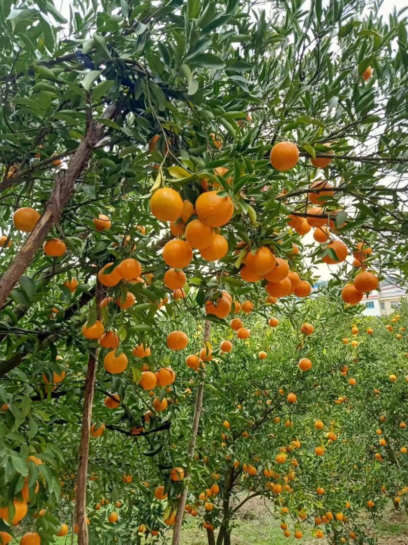 夏橙