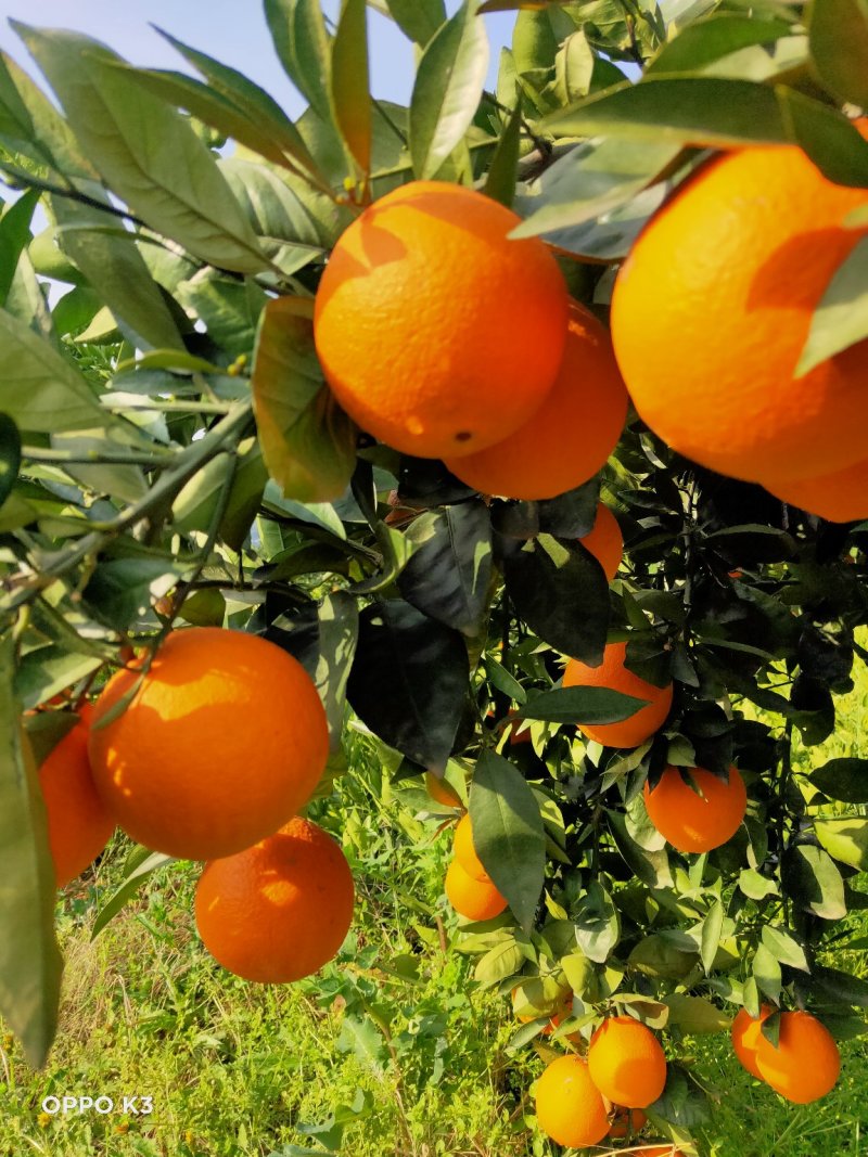 夏橙