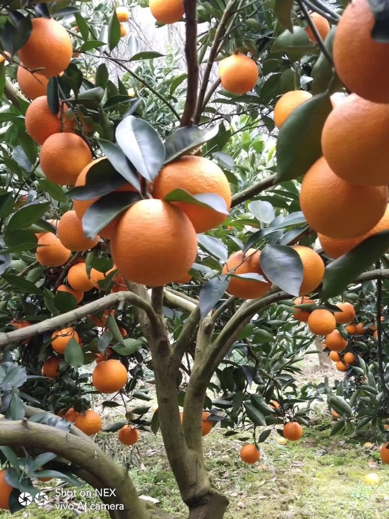 夏橙