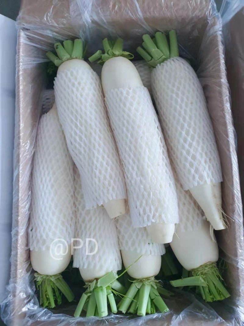 白萝卜大量供应欢迎光临